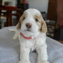 Australian Labradoodle Puppies from Chestnut Hill Australian Labradoodles