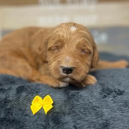 Meli's Yellow Male - Apricot male Goldendoodle puppy in Great Falls, Montana from Montana Goldendoodles