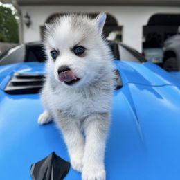 Aturo - Silver and white male Pomsky puppy in Friendswood, Texas from Sugar Pup Pomskies of Texas