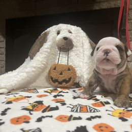 Jed - Red brindle and white male Bulldog puppy in Harrisburg, Pennsylvania from KnockDown Bulldogs