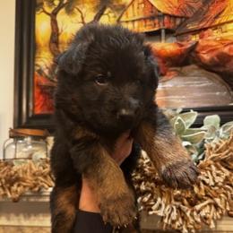 Borys - Black and red male German Shepherd puppy in Snohomish, Washington from Wataha Shepherds