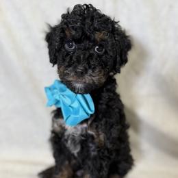 Cockapoo and Goldendoodle Puppies from Jax Doodles