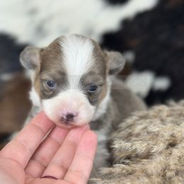 Pembroke Welsh Corgi Puppies from Hayday Ranch Corgis