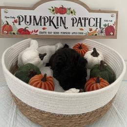 Lavender Girl - Black female Poodle puppy in Bakersfield, California from Pups and Paws Toy Poodles