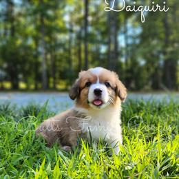Daiquiri - Red American Corgi puppy in Cameron, North Carolina from Butts Family Corgis