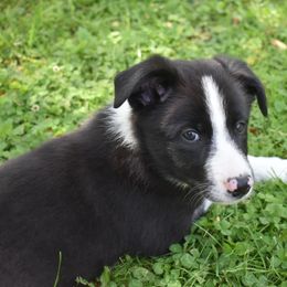 Border Collie Puppies from Porter’s Borders