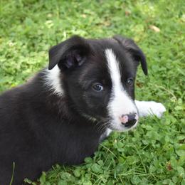 Border Collie Puppies from Porter’s Borders