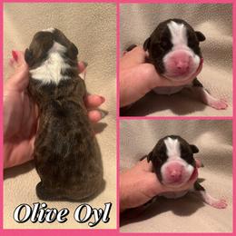 Olive Oyl - Black brindle female American Staffordshire Terrier puppy in Marietta, Georgia from Ambition Amstaffs