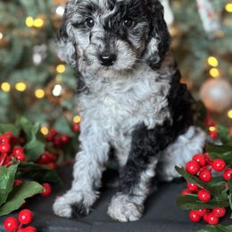 Goldendoodle Puppies from DM Hilltop FURfamily