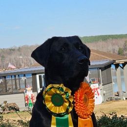 Stax - Labrador Retriever
