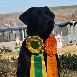 Stax - Labrador Retriever