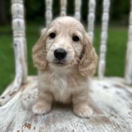 Archie - Cream male Dachshund puppy in Mascot, Tennessee from Magnolia Pearl Dachshunds