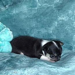 Finn - Black and tan male Chihuahua puppy in Weatherford, Texas from Small and Mighty Chihuahuas