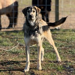 Winston, Anatolian-Giant Schnoodle cross - Fawn male Anatolian Shepherd Dog puppy in Spokane, Washington from 4D Cattle Dogs