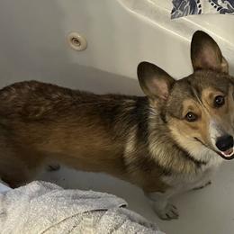 Samson - Pembroke Welsh Corgi