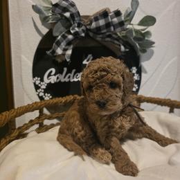 Purple collar Star - Red  female Goldendoodle puppy in Bristol, Tennessee from 4goldendoodles