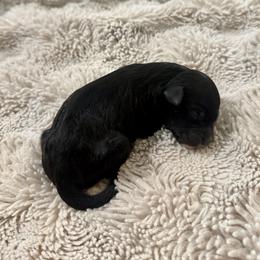Sabrina - Black and white female Bernedoodle puppy in Springville, Utah from Oodles of Bernedoodles