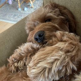 Goldendoodles and Poodles from Curly Q Doo’s PoodleIshes Poo’s