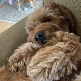 Goldendoodles and Poodles from Curly Q Doo’s PoodleIshes Poo’s