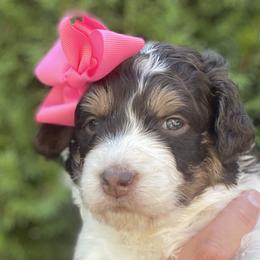 Holly - Tri-color Bernedoodle puppy in Washougal, Washington from Sandy Creek Bernedoodles