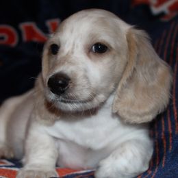 Pretzel - Fawn (isabella) and cream male Dachshund puppy in Roanoke, Alabama from 3B Doxies