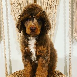 Aussiedoodles, Bernedoodles, and Bernese Mountain Dogs from Lost Coast Bernese Mountain Dogs