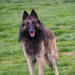 shaman - Belgian Tervuren