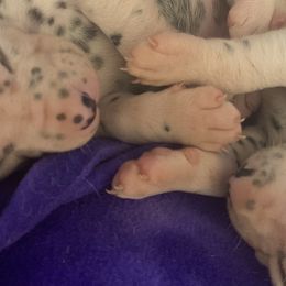 Dalmatians from Belle’s Baby Dals