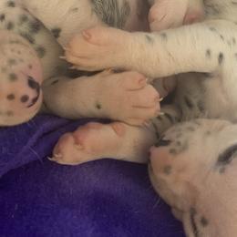 Dalmatians from Belle’s Baby Dals
