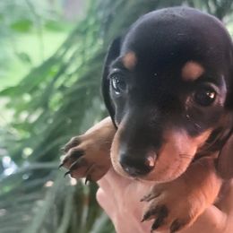 Dachshunds from Yelena's Dachshunds