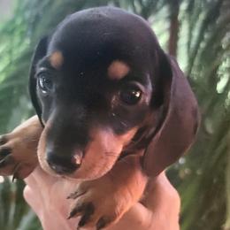 Dachshunds from Yelena's Dachshunds