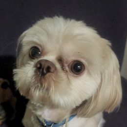 Shih Tzus from Floofah la Woofah
