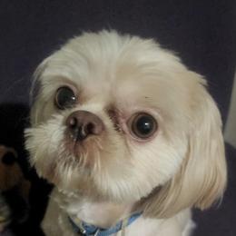 Shih Tzus from Floofah la Woofah