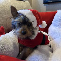 Duke - Black and tan male Yorkshire Terrier puppy in Lincolnton Ga, Georgia from Mary Yorkies in Ga