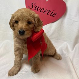 Goldendoodle Puppies from OnlyGoldendoodles