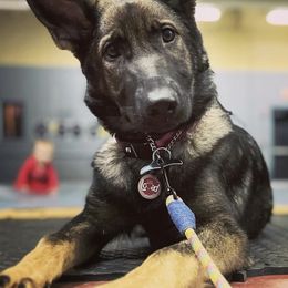 German Shepherds from Moosehill Haus Shepherds