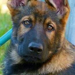 German Shepherd Puppies from Reign Land