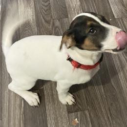 Lord Hampton "Hampton" - Jack Russell Terrier puppy from Royal Russells Ranch