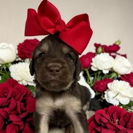 Lennox - Phantom female Goldendoodle puppy in Prosperity, Pennsylvania from Stelladoodles & Company