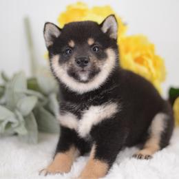 Chiro - Black and Tan Boy - Black and tan male Shiba Inu puppy in Neosho, Missouri from Sunny Terrace Shibas