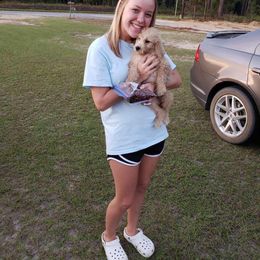 Aussiedoodle, Labrador Retriever, Labradoodle, and German Shorthaired Pointer Puppies from Cherokee Rose kennels