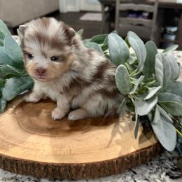 Bodhi - Chocolate merle male Pomeranian puppy in Lyons, Georgia from Its a Poms Life Kennel