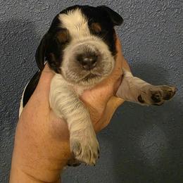 Mischief - Tri-Roan male English Springer Spaniel puppy in Lake City, Florida from Thunderbird Springers
