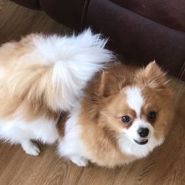 Pippa - Pomeranian