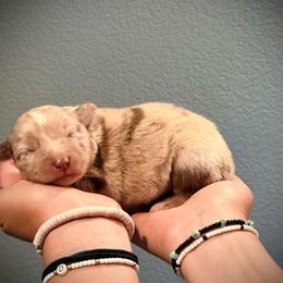 Rubble - Red merle male Miniature Australian Shepherd puppy in North Lakeport, California from Wild Rose Ranch