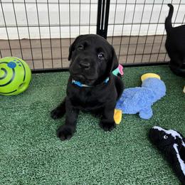 Labrador Retriever Puppies from Cornish Mountain Labradors