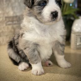 Bray - Blue merle Australian Shepherd puppy in Greenville, Texas from Huneycutt Wiggles