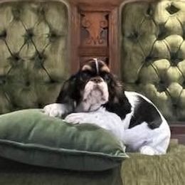 English Toy Spaniel puppies from Clussexx Kennels