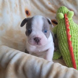 Romeo - Seal and white Boston Terrier puppy in Katy, Texas from Mei's Boston Terriers