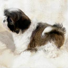 AKC Bree - Brindle female Shih Tzu puppy in Greenville, South Carolina from Babyface Shih Tzu